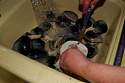 Scrub clean clams